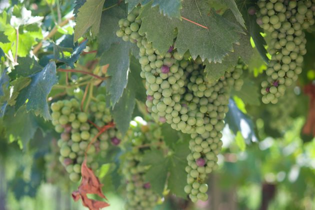 Valpolicella grapes